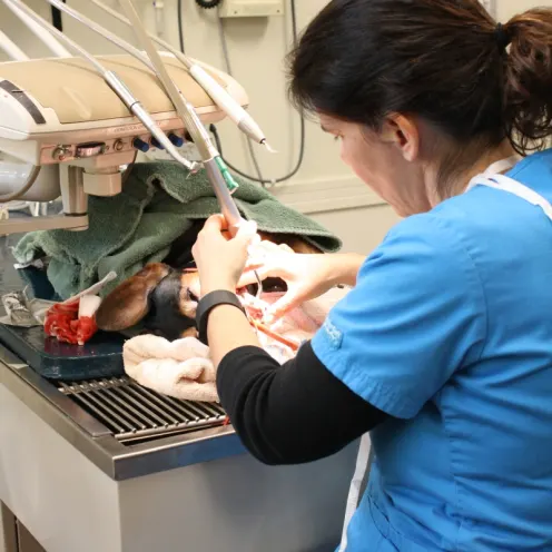 Veterinarian doing surgery at Northampton Veterinary Clinic 